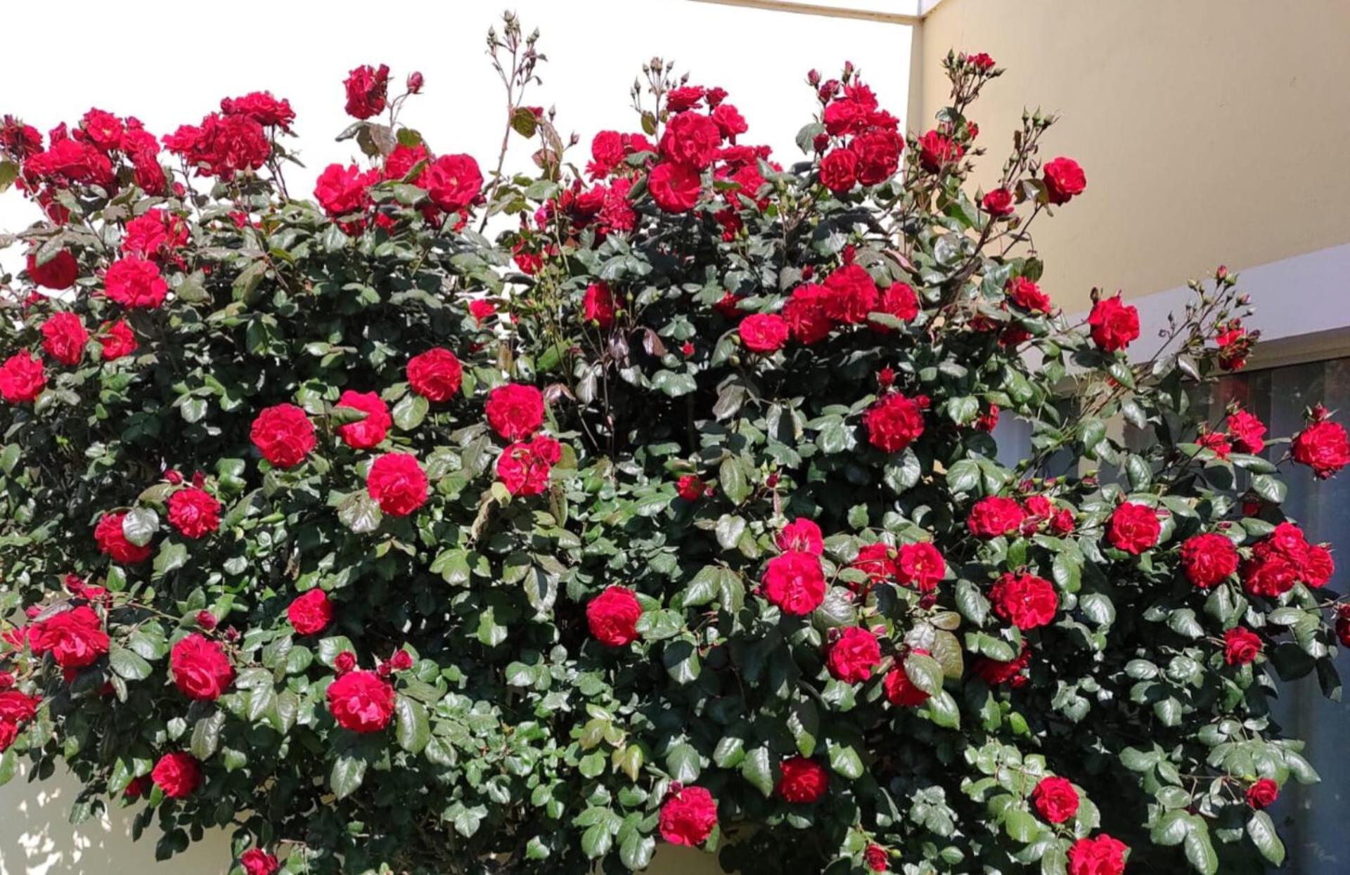 Mil Rosas Hotel Las Grutas Eksteriør billede